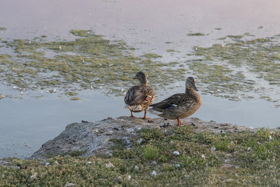 thalazur carnac exterieur 2019-les-salines-628